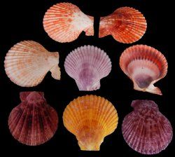 Noble Pectin Assorted Half Shells measuring 2 1/2 to 3"  Sold Each