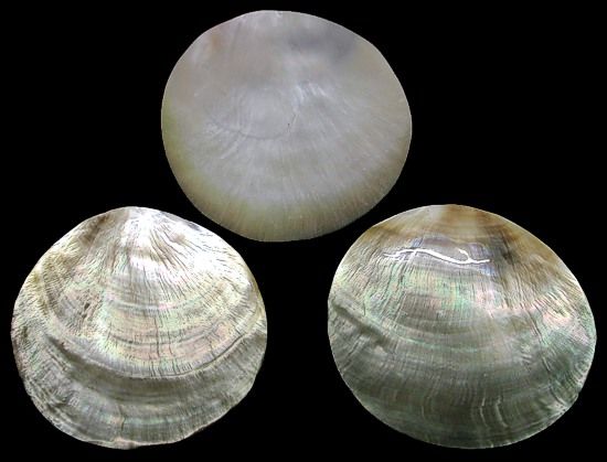Black Lip Polished Oyster Rounds measuring 4 to 4.5" Sold Each