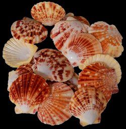 Pectin Macarensis Shell Haves measuring​ 2.5 to 3" Sold Each