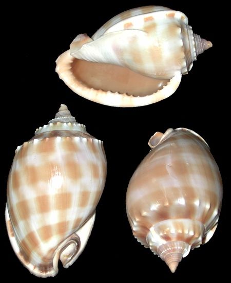 Bandatum Phalium Shells measuring 2 to 3" Sold Each