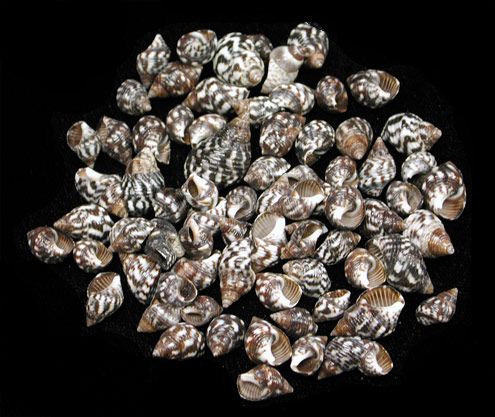 Planaxis Shells measuring 1/2" or Less Sold by the 1/4 pound