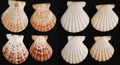 Radula Pectin Half Shells measuring 2 to 3"  Sold Each