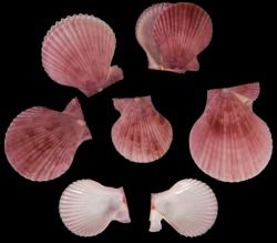 Purple Nobilis Pectin Shell Pairs measuring 2 to 2 1/2"  Sold Each