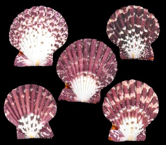 Pectin Pallium Shell Pairs measuring 1/2 to 1 1/2" Sold Each