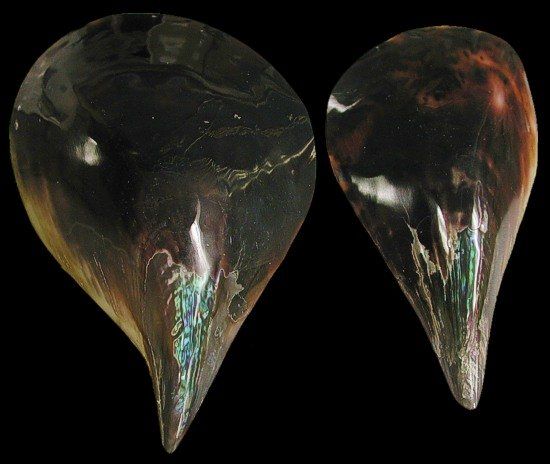 Polished Pen Shells measuring 6 1/2 to 8" Sold Each