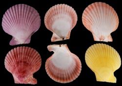 Noble ​Pectin Shell Pairs Sold Assorted Colors measuring at Least 2 3/4"  Sold Each