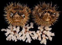 Preserved Porcupine Fish measuring 13 to 14" Sold Each