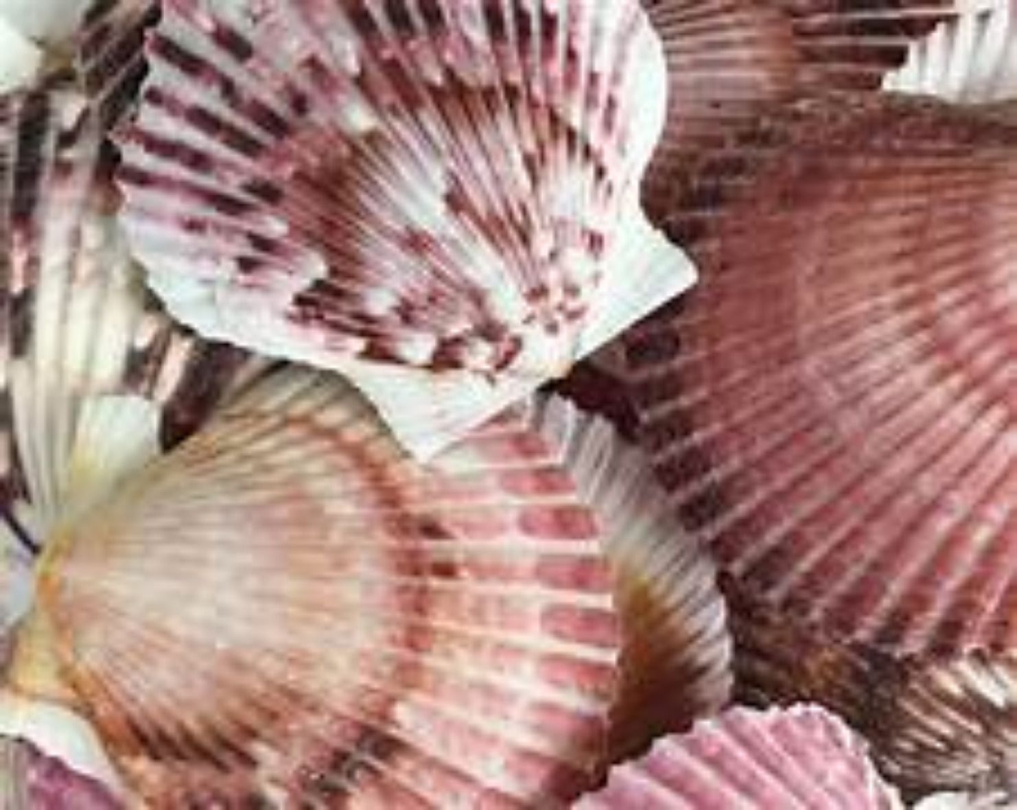 Purpuratus Pectin Shell Singles measuring 1 1/2 to 2" Sold Each