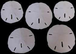 Florida Sand Dollars measuring  2 1/2 to 3" Sold Each