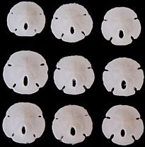 Florida Sand Dollars measuring 3/4 to 1" Sold Each