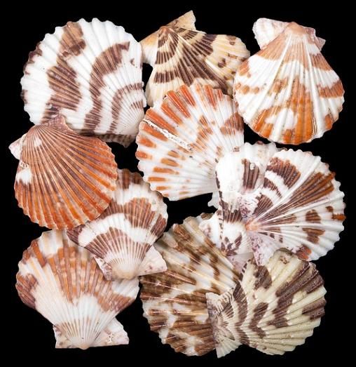 Tranquebaricus Pectin Single Shells measuring 1" or Less Sold by the 1/4 pound