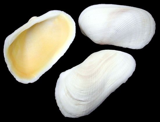 Propellar Shell Singles measuring 2 1/2 to 3.5"  Sold Each