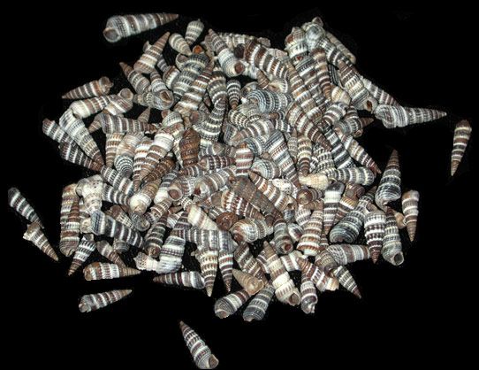 Rhinoclavis Shells measuring  1/2' or Less  Sold by the pound