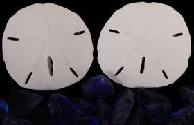 Florida Sand Dollars measuring 3 1/2 to 4"  Sold Each