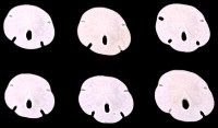 Florida Sand Dollars measuring  1/2 to 3/4" Sold Each