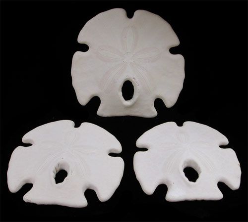 Keyhole Arrowhead Sand Dollars  measuring 2 1/2 to 3 1/2"  Sold Each