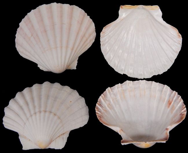 Irish Baking Scallop Shells measuring at least 5"  Sold Each