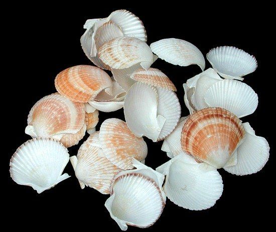 Baby Deep Scallop Shell Singles size 1 1/2 to 2" Sold by the 1/4 pound