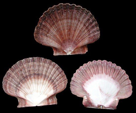 Mexican Flat Scallop Shells measuring 2 3/4 to 3 1/4" Sold Each