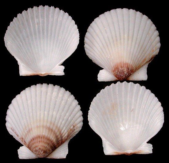 Florida Scallop Half Shells measuring 1 1/2 to 2" Shell Sold Each