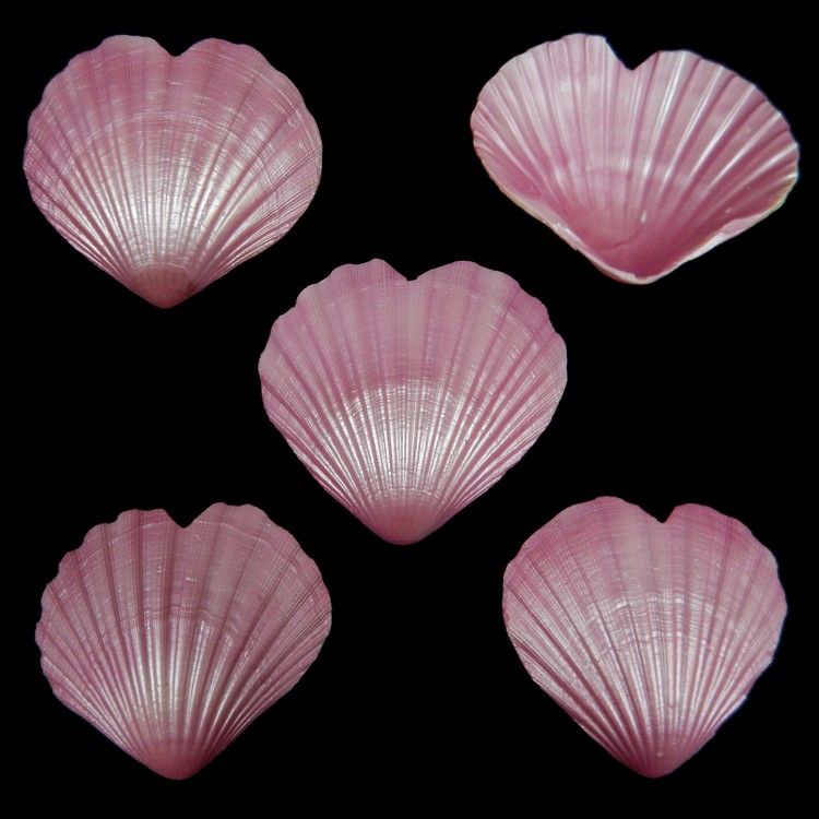 Dyed Pink Heart Scallop Shell Singles measuring 4 to 5"  Sold Each