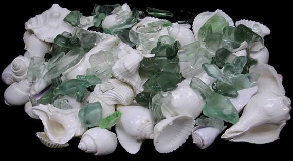 White Shells with Green, Clear &amp; Frosted Sea Glass  measuring 1/2 to 3" Sold by the 1/4 pound