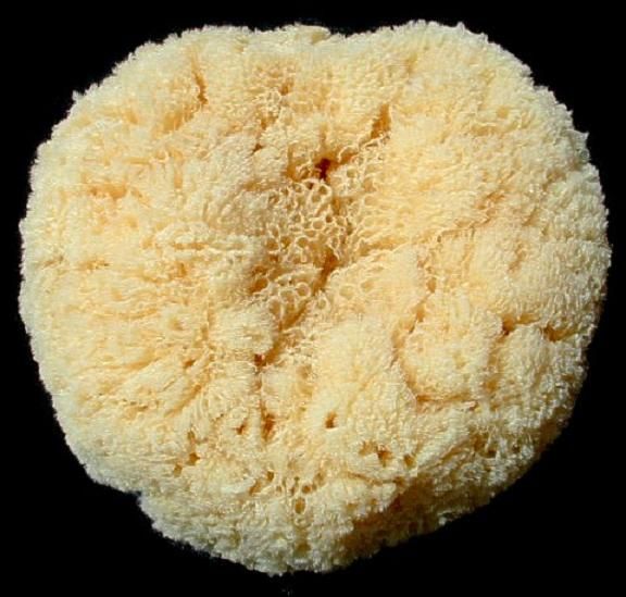 Tropical Seas Bath Sponges  measuring 6 to 7" Sold Each