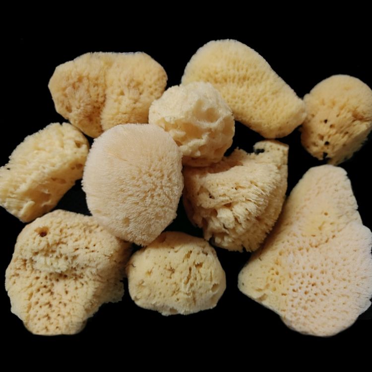 Tropical Seas Craft Sponges measuring 2 to 4"  Sold Each