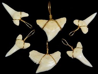 Shark Tooth Wrapped in Gold Wire measuring 3/4 to 1" Sold Each