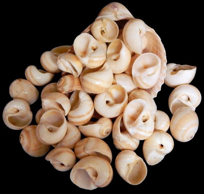 Shark Eye Shells measuring 1 to 1 1/2" Sold Each