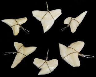 Shark Tooth wrapped in Silver Wire measuring 1/2" Sold Each SOLD OUT