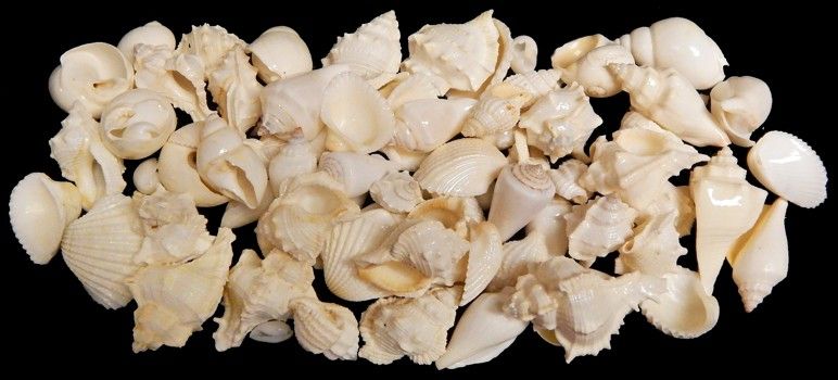 White Shell Mix measuring  2" or less Sold by the 1/4 pound