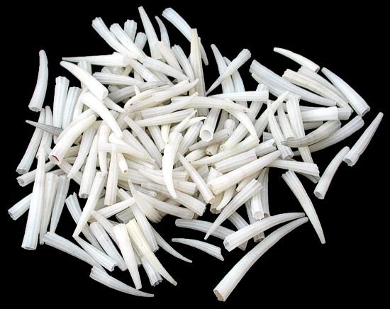 White Tusk Shells -1/2 to 1"  Sold by the Ounce
