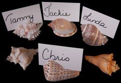 Assorted Shells Card Holders measuring 3 to 4" Sold Each