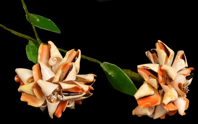 Strawberry Strombus Shell Flower Stem measuring 10"  SOLD OUT