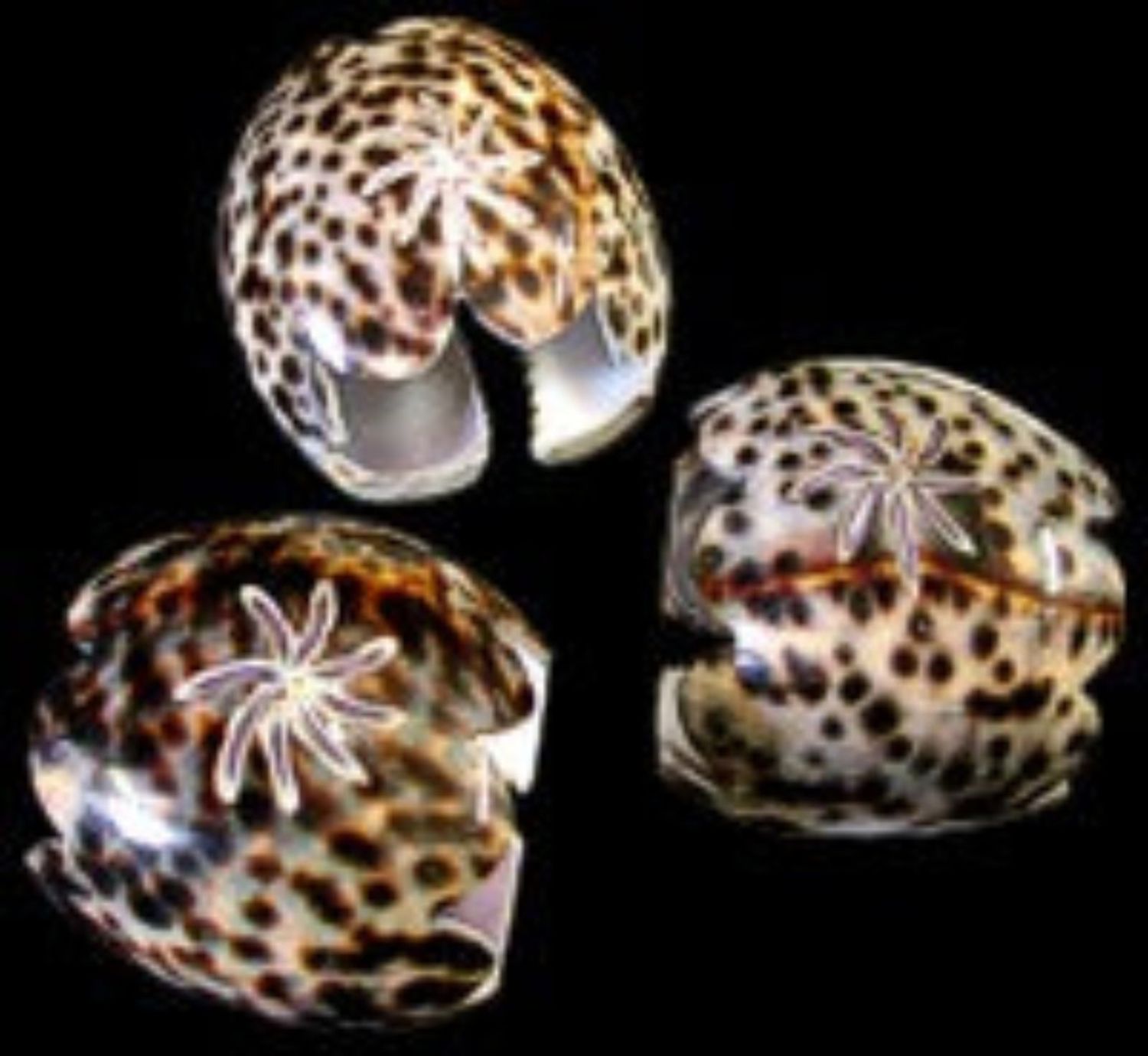 Carved Tiger Cowrie Napkin Rings measuring 2" Sold Each