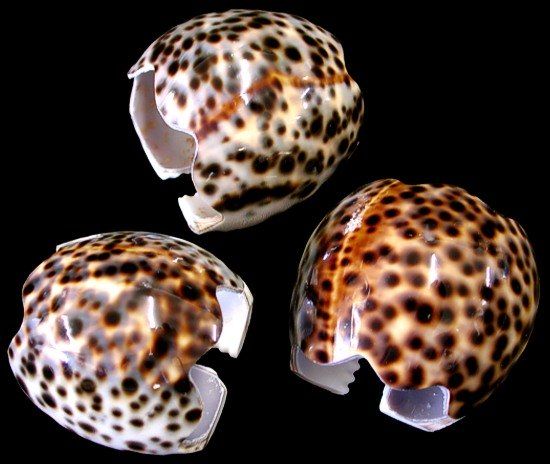 Tiger Cowrie Napkin Rings measuring 3" Sold Each