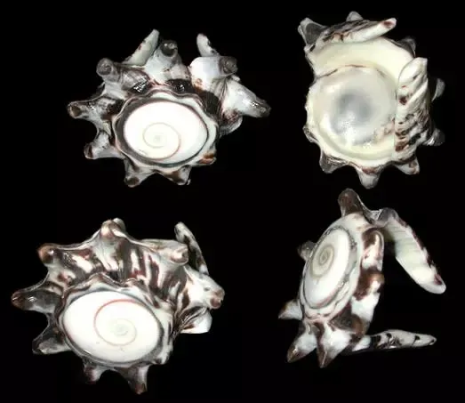 Napkin Rings Hand Crafted from Polished Murex Shells measuring 2 1/2" Sold Each