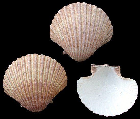 Mexican Deep Scallop Half Shells measuring at least 3" Sold Each