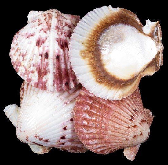 Calico Scallop Half Shells measuring 1 1/2 to 2" Sold Each