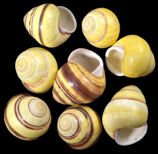 Yellow Land Snail Shell measuring 1"  Sold Each