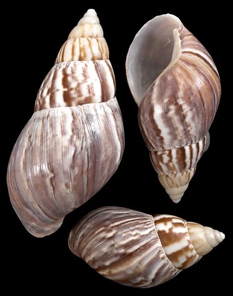 Japanese Land Snail Shell measuring 2 to 3" Sold Each