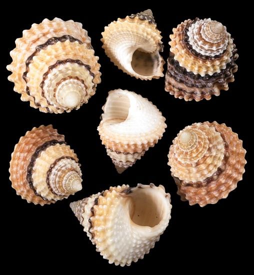 Candy Snail Shell measuring  1/2 to 3/4" sold each