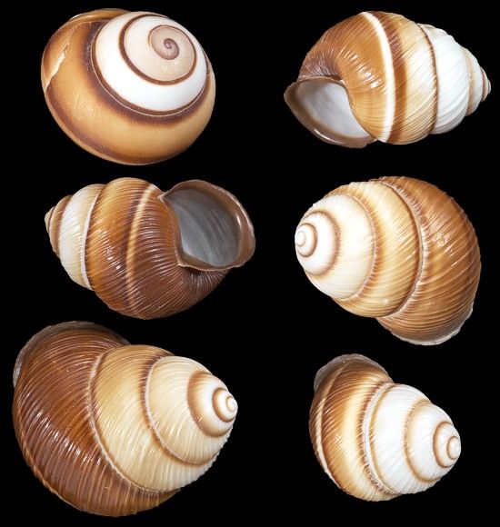 Brown Striped Land Snail Shell measuring 1 to 1 1/2" Sold Each