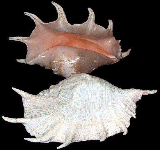 Truncata Spider Conch Shells measuring 8 to 10" Sold Each