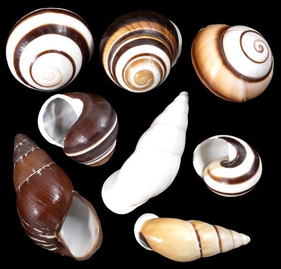 Assorted Land Snail Shells measuring 1 to 2" Sold Each