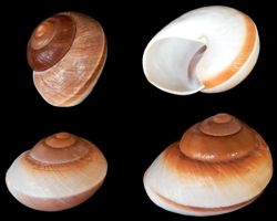 Muffin Land Snail Shell measuring 2 1/2 to 3" Sold Each