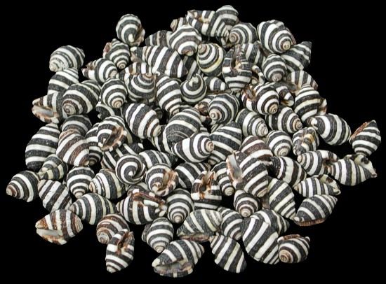 Bee Hive Snail Shells measuring 1/2" or less Sold Each