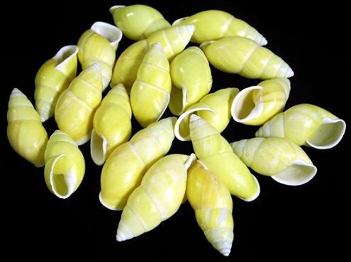 Yellow Oblong Land Snail Shells measuring  2" Sold Each