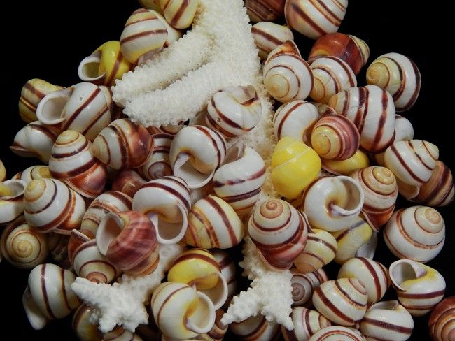 Stripped Land Snail Shells measuring  3/4" or Less  Sold Each